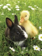 bunny-duckling